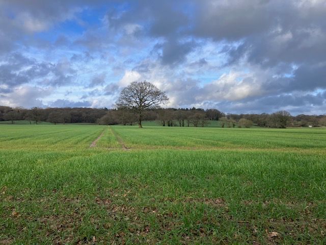 Stormy skies and tree